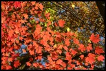  fall023tn.jpg (1736 bytes)