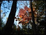  fall053tn.jpg (1736 bytes)